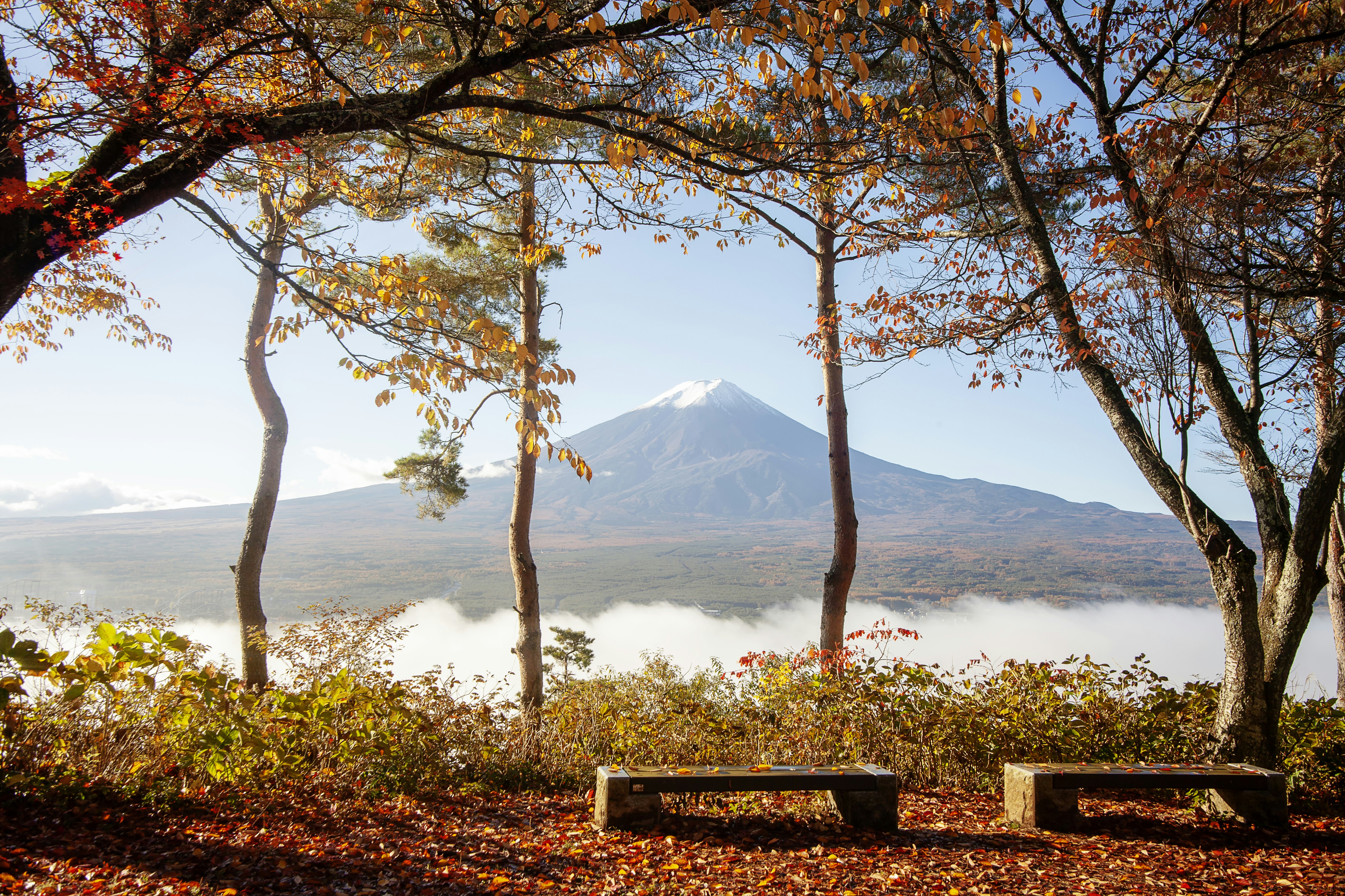 Two bench stand empty beneath trees with autumnal leaves and next to a large lake, Lake Kawaguchiko, with the giant Mt Fuji in the distance. The mountain is topped by snow.